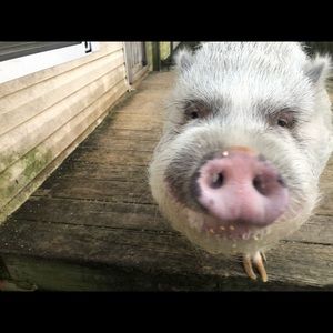 Meet your Posher, Frank
